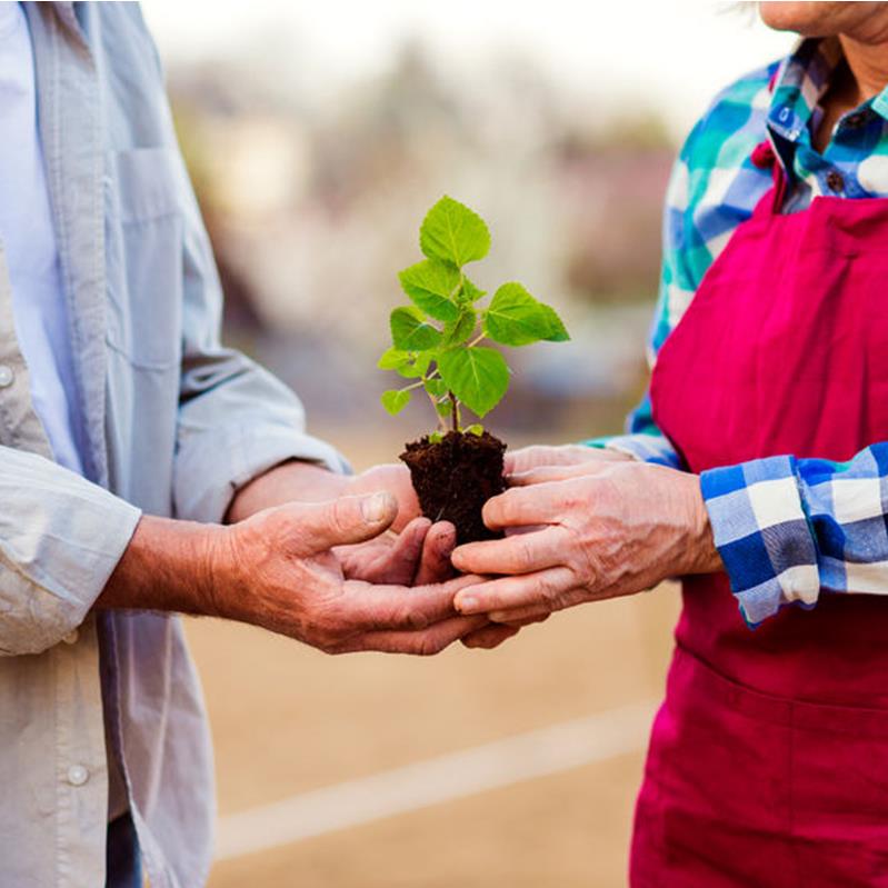 two people holding a plant